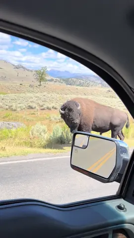 #callsofnature #yellowstonenationalpark #bison #matingseason #fypシ゚viral #yellowstone 
