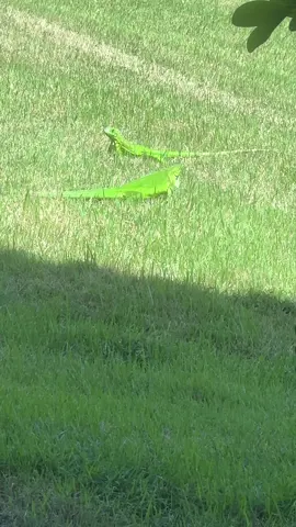 I am working on ILIUM btw this is just how I stay sane cause I don’t have a cat anymore so here’s mister iguana🦎