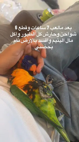 Still my little son🌈❤️#روز #اكسبلورexplore #ببغاء_متكلم #للبيع❤ #جده #كوكير #دره 