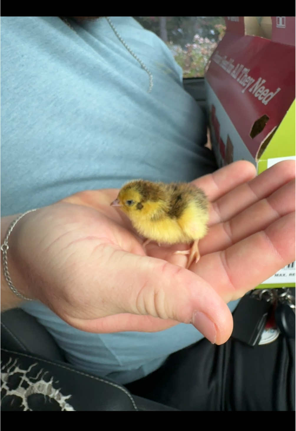 our new celadon quail babies! just one day old, so so little!!! they are so cute!! can’t wait to see what their feathers end up looking like, and their pretty blue eggs 🥰 #quail #chicks #quaileggs #quailchicks #homestead #creatorsearchinsights #southcarolina #celadon #babies 