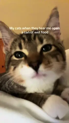 #catsoftiktok #cat #cats 