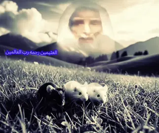 ابن عثيمين رحمه الله 