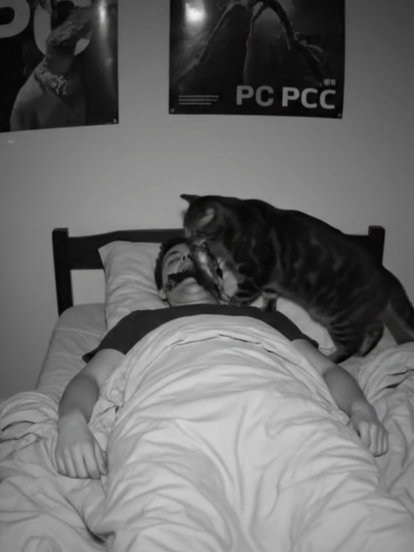 Un gato le hace un regalo a su dueño mientras duerme 👁👄👁