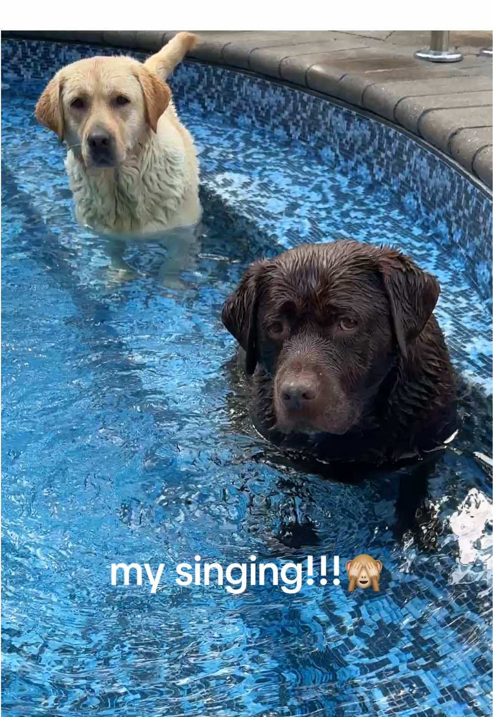 I need singing classes!🤭😂#girls #foryou #foryourpage #for #fypシ゚viral #dog #creatorsearchinsights 