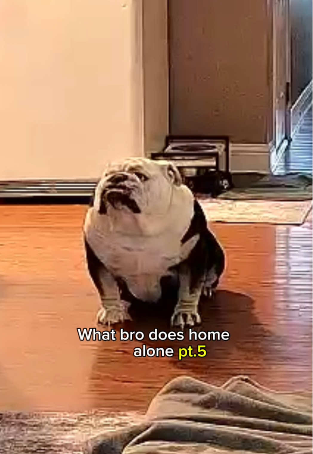 bro back at it again 😭 #englishbulldog #bulldog #bulldogsoftiktok #bulldogs #dogs #dogsoftiktok #dog #doglover #cutedog #bro #cutedog #funny #funnyvideos #explorepage #fypシ #fyp #foryou #foryoupage #viral #viralvideo 