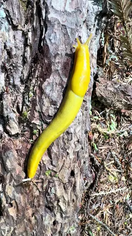 Denizens of the deep woods. #Humboldt #darkwaterhermit #bananaslug #nature #woods