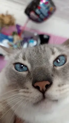 #gatitostiktok #paratiiiiiiiiiiiiiiiiiiiiiiiiiiiiiii #gatoschistosos #cat 