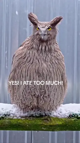 The Blakeiston Fish Owl. Largest Owl species. The size of an Eagle and is# endangered. #fyp #owl #endangered #eagle #atetoomuch #yelloweyes 