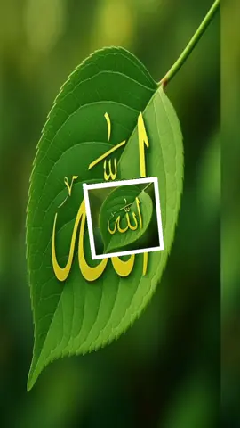 عزتیں اللہ تعالٰی دیتا ہے 