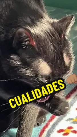 Chales cuántas cualidades y yo sin saber jajaja OLI  #CatMemes #meme #CuteCats #cat #catlover 
