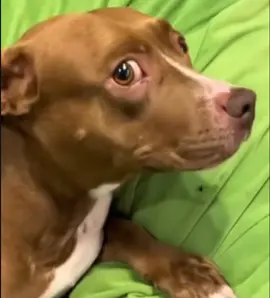 The cough is frying me 😭🙏 #funny #dog #trouble #fyp 
