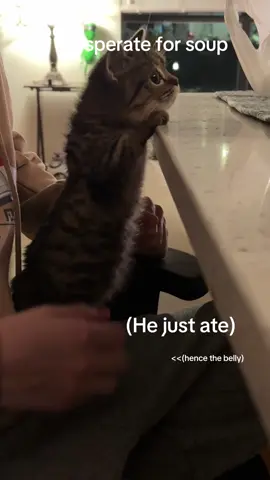 This has basically become a “mohg trying to steal food” Paige. But just look at his fat little belly #fatcat #kitten #cattok #fypシ 