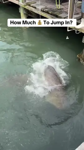 Look At These Massive Goliath Groupers Get Ready For Feeding At Marina 🤯 (smokinfishfishingcharters/IG) #fishing #goliathgrouper #floridafishing #marina 