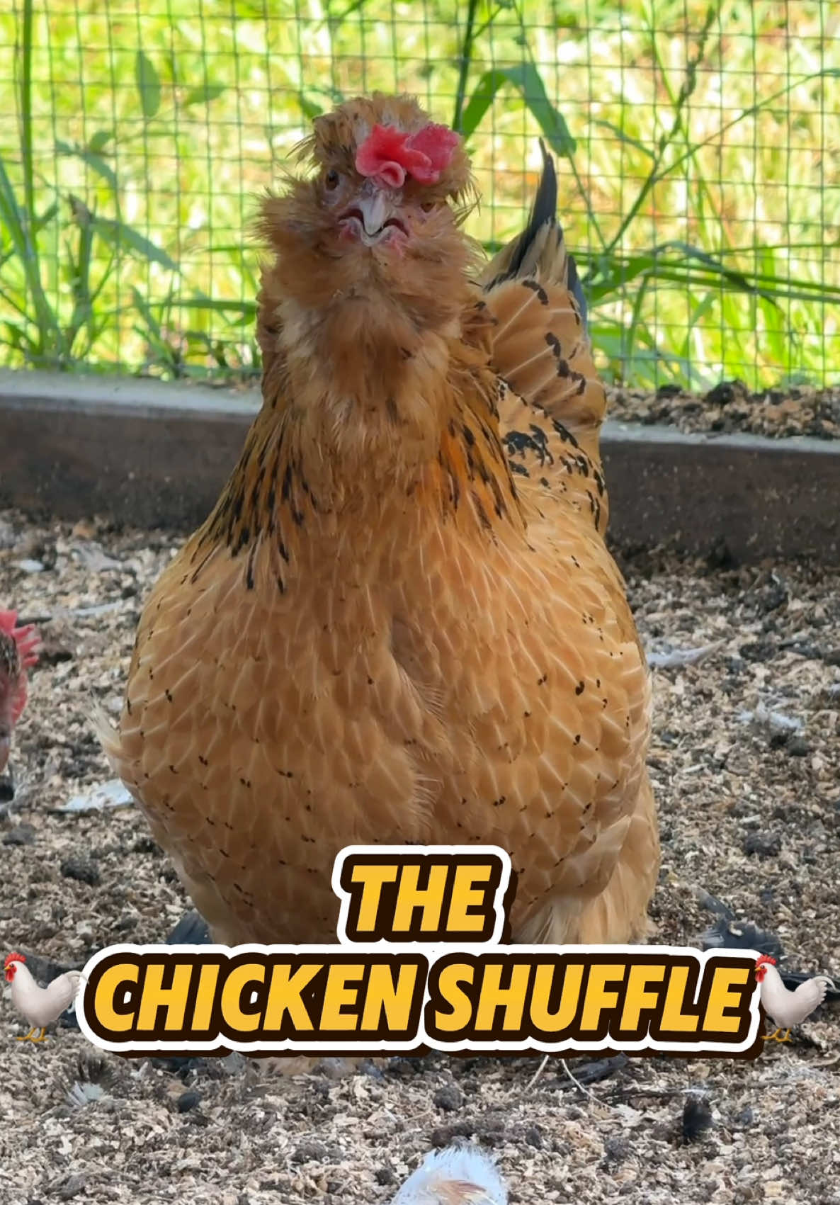 The Chicken Shuffle 🎶🐓 #chickens #petchickens #backyardchickens #chickensoftiktok #funnychicken #bantamchicken 