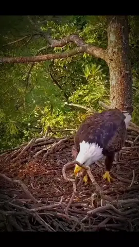 #egale #viral #video #foryou #foryoupage #viraltiktok #birdsoftiktok #unitedstates #bird #birdlovers #animallover #usa #wildlife #nature #tiktok #nature lovers usa