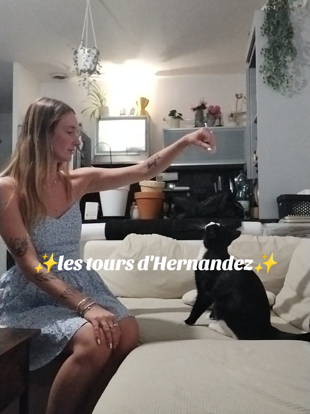 trop fort  #cat #pourtoi #chat #dressage #pet 