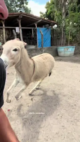 Painho quero picanha 🥩 🫏😂#video #viral #comedia 