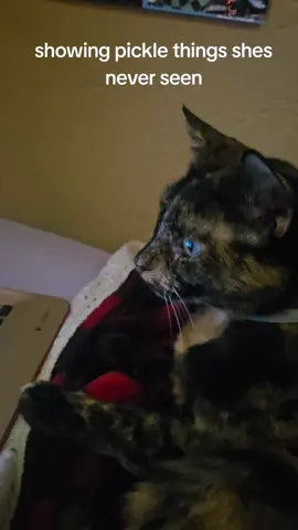 what should I show her next?  #cats #fyp #meme #catsoftiktok 