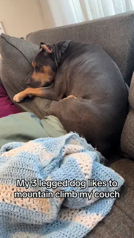 #fyp #dogtok #dogs #pitties #pitbulls #animals #pets 