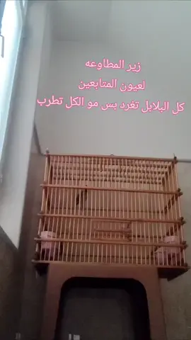 متاح ... #بلبل #بلابل #بلابل_العراقيه #بلبل_عراقي_ابيض_الخدين #بلبل_عراقي 