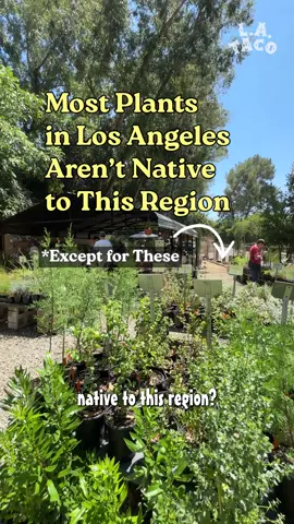 “People don’t realize that with invasive plants comes a greater risk for fire,” says Amy Greenwood, Executive Director of @Theodore Payne Foundation. “Mustard is a big one that’s very easy to recognize.” By @Marina Watanabe Full story: https://lataco.com/theodore-payne-nursery-nela 