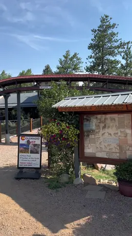 We’re open all year! Come visit and learn all about wolves and other wild canines from around the world!  #wolf #wolves #cwwc #fox #redfox #aza #fyp 