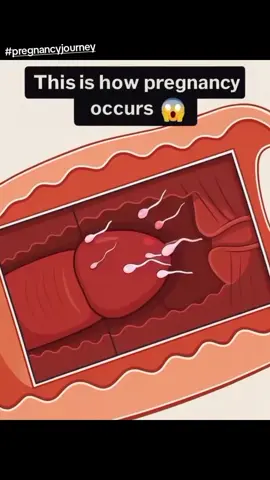 How pregnancy starts #pregnancy #pregnantlife #pregnant🤰 #pregnanttiktok  #pregnancyjourney #healthtips 