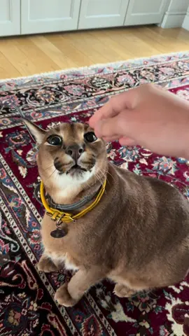 Flopper is happy to see you!