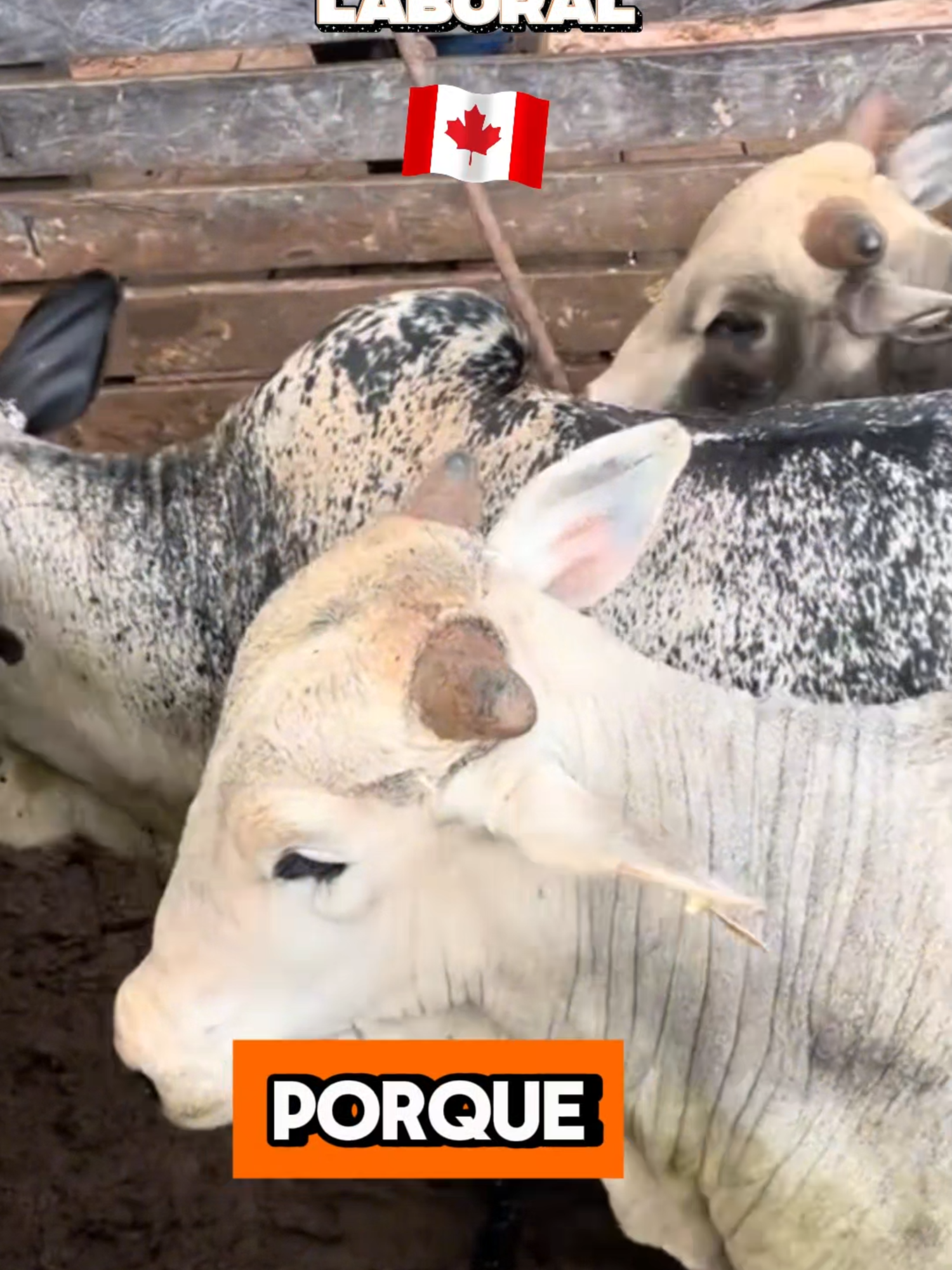 🚜🇨🇦 ¡SE REQUIERE CON URGENCIA TRABAJADORES EN CANADÁ! 🇨🇦🚜 ¿Tienes experiencia en el campo? ¡Esta es tu oportunidad! Se buscan trabajadores para granja ganadera en Canadá. El trabajo consiste en: ✔ Alimentación del ganado ✔ Limpieza de corrales ✔ Mantenimiento de instalaciones. #trabajodecampo #ganaderia #ganado #agricultura #trabajarenelextranjero #trabajando #oportunidades #viajes #ofertasdetrabajo #trabajandoduro #visadetrabajo #latinoamericano #oportunidadeslaborales #work #jobsearch #canada_life🇨🇦 #enparati #tendencia #buscotrabajar #trabajadores #latinos #latinas #quierotrabajar #trabajandoduro #oportunidadlaboral #empleocanada#peruanos#argentinos#ecuatorianos#colombianos#centroamerica #trabajodecampo #granjasganaderas #trabajoenelcampo#enparati#viaje#extranjeros#traveling#quierotrabajar#trabajando#hombres#mujeres#noticiastiktok#emigrar#vancouver#montreal#niagara#ottawa #trabajoresponsable#calgary#responsabilidad#esfuerzo#dedicacion#empleabilidad#quieroeltrabajo#enmitrabajo#latam #empleosencanada #trabajoresponsablecanada#vacas#toros#animales#becerros#chivos#caballos#caballerias#granja#polleros#trabajoenelcampo#agricola#campesinos#naturaleza #campo #trabajoagricola #trabajoenagricultura #trabajocampo #empleoconexperiencia #trabajoengranjas #empleoagrícola #trabajoresponsablecampo #trabajogranjero #trabajocampestre #granjas #trabajocampo #empleosurgente #trabajogrande #2025#tendencia#urgente#buscoempleo#empleoparati#paratodos#enmitrabajo#viralizame#fypviraltiktok🖤シ゚☆♡#tiktokviral#emigraralextranjero#canadiense#visacanada#workcanada#jobscanada