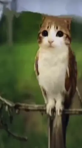 Let’s keep Meowl niche😇 #fyp #foryoupage #meowl #brainrot #nichetok #niche