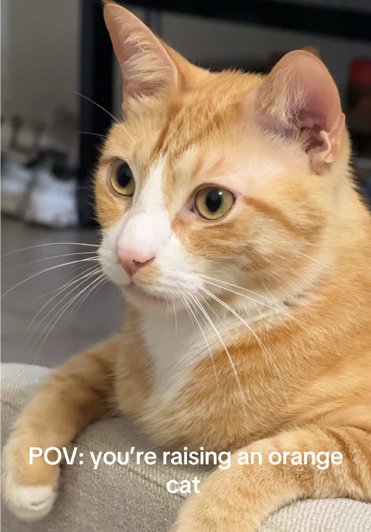 #catsoftiktok #orangecatsoftiktok #catvideos #cat #cattok #catlover #orangecat 