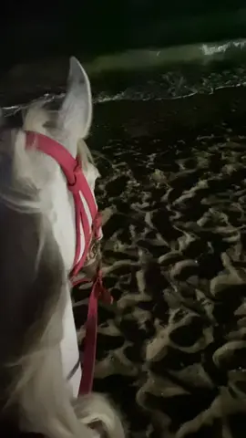 🐎❤️‍🩹 #صلي_علي_النبي #خيل_وخياله🐎 