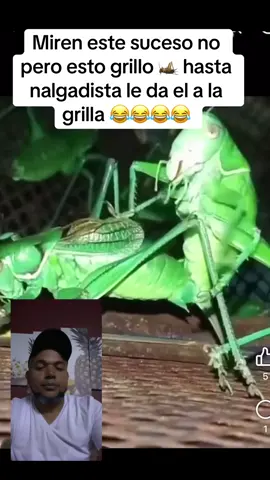 Miren este suceso no pero esto grillo 🦗 hasta nalgadista le da el a la grilla 😂😂😂😂