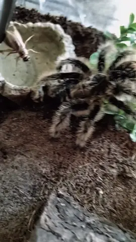 feeding time!! #arachnid #tarantula #foryoupage #animals #bugsoftiktok #spiders