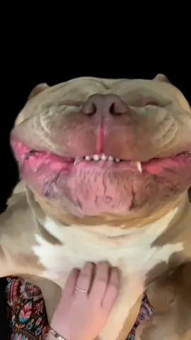 Sampson in his element 🥰🥰 #labubu #bigdog #xlbully #funnyvideos #funnydog 