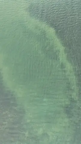 Which clip was the dolphin inadvertently filmed coming up for air? #droneclips #whereswaldo #findthedolphin #scavengerhunt #CapCut #testflight #floridacheck #shellkeypreserve #stpete #stpetersburg #aerialview #aerialviews 