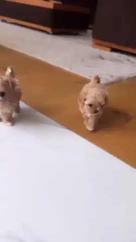available puppies  #foryou #viral #fyp #maltipoo #puppies 