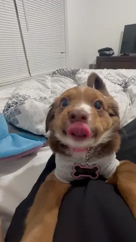#puppy #asmr #fyp #satisfying #puppiesoftiktok 