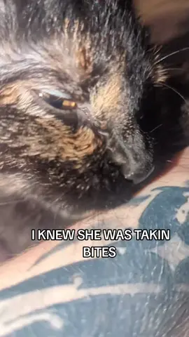 bruh  . . . #cat #stupid #cat #tortishellcats #fyp #fypシ #greenscreenvideo #polular #bestcat #silly#Stinky #bonemarrow 