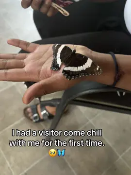 From a beauty soul to another! 🦋✨🫶🏾#Whiteadmiral #butterfly #MiniCoops #Fyppp #olebrandselect 