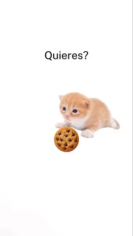 achicopalated  #cat #catsoftiktok #fyp #shitpost #gato 