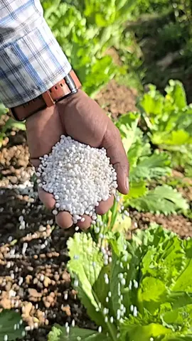 Learn why plants can’t absorb urea directly and the essential processes of hydrolysis and nitrification that transform it into forms they can use efficiently. Discover how to apply urea correctly to maximize crop yields and reduce nitrogen losses. #Agriculture #Fertilizer #Urea #FarmingTips #PlantNutrition #NitrogenCycle #SoilHealth #CropProduction #SustainableFarming #AgroTips 