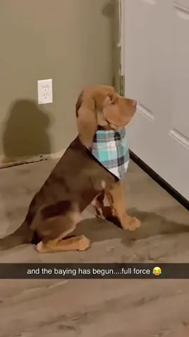 Mom, I’m practicing my opera voice 🎤🐶#dog #pets #dogsoftiktok #funny #funnyvideo #cutedog