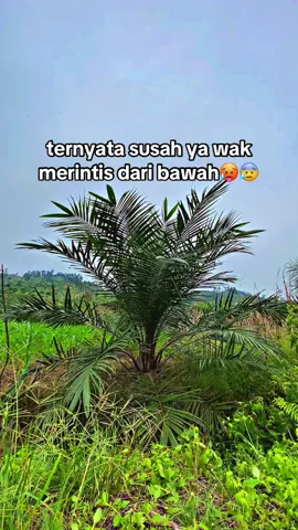 #fyp #sawitontiktok #pejuangtbm #fypシ゚viral 