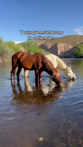 #noalmaltratoanimal #amoranimal #naturaleza #adopta #rescateanimal 