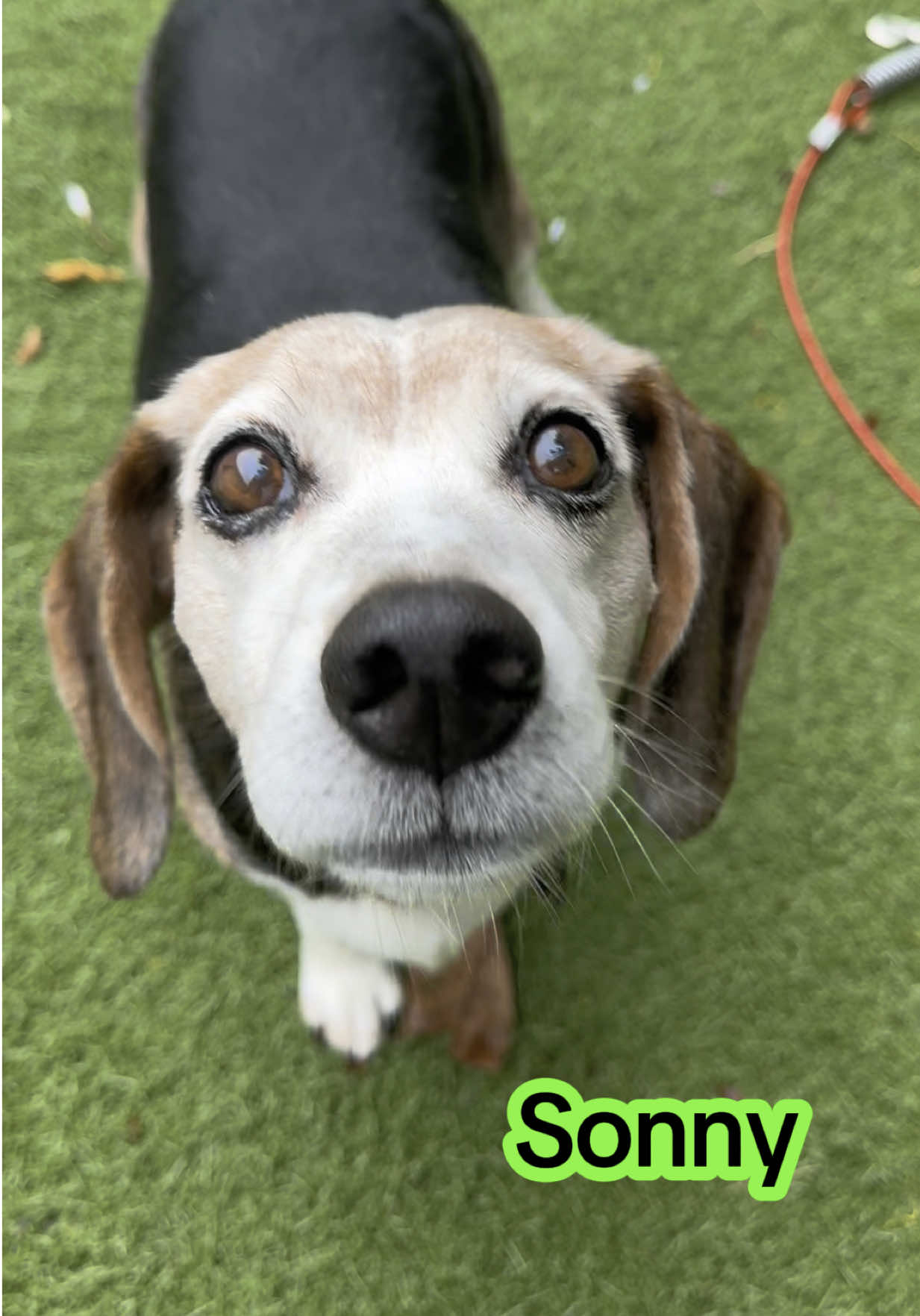 Our shelters are completely full! Adoptions & fosters are extremely slow and we need some help. Please help share each of their stories and get these souls their homes. When one leaves for their furever another life is able to be saved!  🥳Join us for a super fun Pool Pawty open house at our Little Gray Barn location! August 16th 11-3! Whether you’re interested in meeting a pup or cat, learning about volunteer opportunities, wanting to meet the staff, or just need a fun time out of the house there is a spot for you! All ages and abilities are welcome! We have walking paths, play yards, cuddles rooms, pools & a slip ‘n slide!! Come have lots of fun with us and meet some new friends!!  We would absolutely love to see new and old friends so please save the date & share!  🎁Open house wishlist:  https://www.amazon.com/hz/wishlist/ls/2B4QSEZZDF5QF?ref_=wl_share 🩶Little Gray Barn Address: 10014 E 47th St Kansas City, MO  64133 ♥️No matter how old, how sick, how big or how small, we are here to make a home for those animals who are without. Changing the lives of many loving dogs and cats who have nobody to turn to. Every donation counts no matter how big or how small 