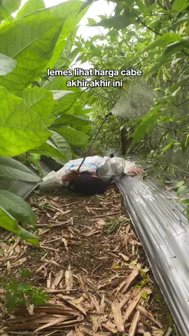 gimana harga cabe di derah kalian bolo 😭 #petanimuda #petaniindonesia🇮🇩🇮🇩🇮🇩🌿🌿 #petanimilenial #pertanian #petani #hortikultura #cabe #petanicabai #wonosobo 