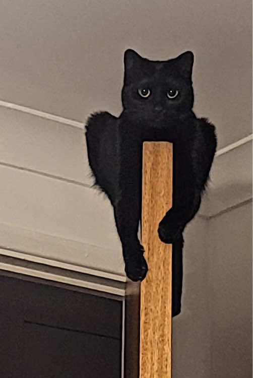 When I had a black cat 