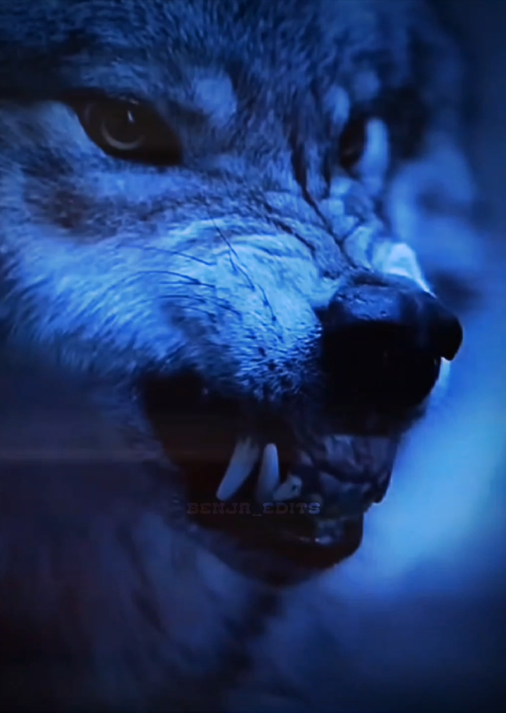 my favorite animal 🐺🌜 ||| Wolf😍 ||| #edits #contenido #wolf #llobosolitario #aura #animals #capcut #afftereffects #viralvideos #fypシ゚ #paratii #wolfcut #paratiiiiiiiiiiiiiiiiiiiiiiiiiiiiiii #paratiiiiiiiiiiiiiiiiiiiiiiiiiiiiiii 