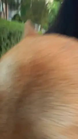 Bloopers  #fyp #funny #viral #krwnshop #dog #pet 